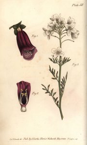 Yüksük otu, Digitalis purpurea, Didynamia by Sydenham Teast Edwards