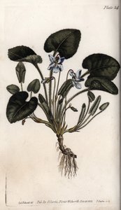 Kokulu menekşe. Renkli bakır gravür, Sydenham Edwards (1768-1819) tarafından Botanik Konferansları için illüstrasyon, Lambeth Botanik Bahçesi (İngiltere) by Sydenham Teast Edwards