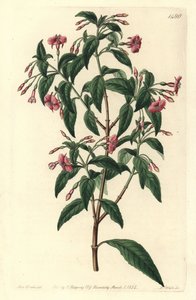Fuşya çeşidi - Çubuk dallı fuşya, Fuşya bacillaris. Fuşya microphylla subsp. microphylla ve Fuchsia thymifolia subsp. timifoli. Syd