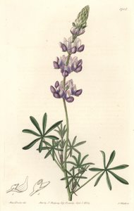 Garden Lupin, aslen California