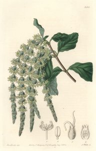 Eliptik yaprakları veya ipeksi meşe palamudu veya ayı çalısı olan Garrya - Botanical Register