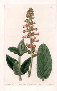 Genera Variete - Sydenham Edwards Botanik Sicilinden (1768-1819), İngiltere