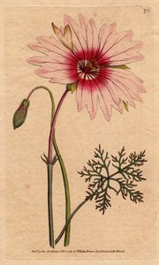 Sardunya monsonia