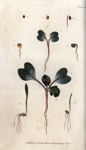 Turp tohumlarının, adi buğdayın ve adi arpanın çimlenmesi. Renkli bakır gravür, Sydenham Edwards (1768-1819) tarafından Botanik Konferansları için illüstrasyon, Lambeth Botanik Bahçesi (İngiltere) by Sydenham Teast Edwards