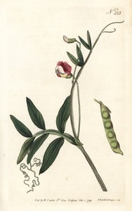 Gesse climene - İspanyol fiğ, Lathyrus clymenum (Eklemli-podded lathyrus, Lathyrus articulatus). William Curtis