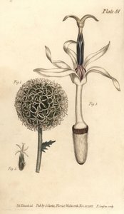 Küre devedikeni, Echinops sphaerocephalus, Polygamia segregata, çiçek 1 ve tek çiçek 2,3. William Curtis