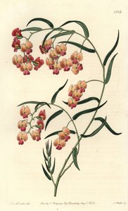 Glisin yapraklı dereotu, Dillwynia glisinfolia. Sydenham Edwards