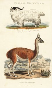Keçi ve lama - Uzun boynuzlu beyaz keçi, Capra aegagrus ve lama, Lama glama (Glama devesi, Camelus lama). John Mason Good