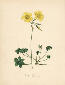 Keçi ayaklı odun kuzukulağı, Oxalis caprina. Sydenham Edwards tarafından William Curtis