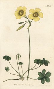 Keçi ayağı - Keçi ayağı odun kuzukulağı, Oxalis caprina. Sydenham Edwards rom William Curtis