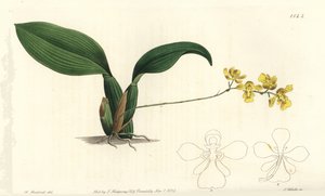 Gomesa cornigera orkide (Boynuzlu oncidium, Oncidium cornigerum). Sydenham Edwards
