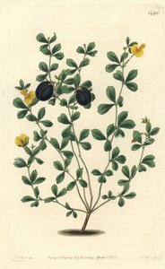 Gompholobium variete (Avustralya