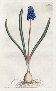 Sydenham Edwards (1768-1819) tarafından üzüm sümbülü Litografisi, William Curtis (1746-1799) tarafından Botanik Dergisi
