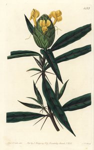 Grassgrass tac tac - Hop çiçekli barleria, Barleria lupulina. Sydenham Edwards