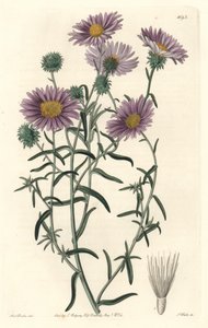 Gri Aster, aslen Kaliforniya