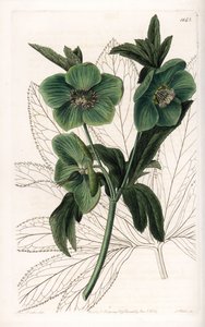 Yeşil Çiçek Hellebore Variete - S.Watts tarafından oyulmuş, Sarah Anne Drake (1803-1857), Sydenham Edwards Botanik Sicilinden (1768-1819), İngiltere by Sydenham Teast Edwards