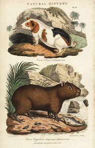 Gine domuzu ve kapibara - Gine domuzu, Cavia porcellus ve kapibara, Hydrochoerus hydrochaeris. John Mason Good's Pantologia, a New Encyclopedia, G. Kearsley, Londra'dan Sydenham Edwards'tan sonra elle boyanmış bakır levha gravürü