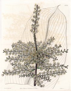 Hawaii spinard veya Hindistan kamış - S.Watts tarafından oyulmuş plaka, Sarah Anne Drake (1803-1857), Sydenham Edwards Botanik Kaydı
