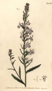 Heath lobelia, Lobelia urens, Polygamia monogamia. Sydenham Edwards