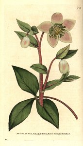 Hellebore (ellebore) canlı veya siyah - Mor veya mor hellebore, Helleborus lividus. William Curtis