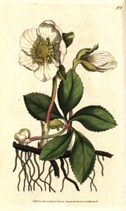 Hellebore (ellebore) noir ou de Noel gülü - Noel gülü veya siyah hellebore, Helleborus niger. William Curtis
