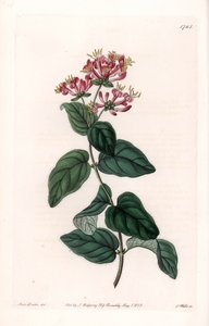 Herb variete - S.Watts tarafından oyulmuş plaka, Sarah Anne Drake (1803-1857), Sydenham Edwards Botanik Kaydı