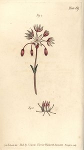 Yedi pistilla, Heptagynia, Septas capensis ile hermafrodit çiçek. Lambeth