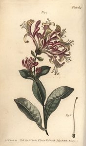 Hanımeli, Lonicera caprifolium, Monogynia. Sydenham Edwards