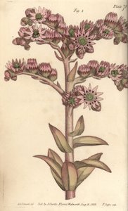 Houseleek, Sempervivum tectorum, Dodecagynia, 12 pistillalı hermafrodit çiçek. William Curtis