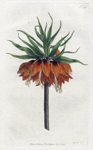 Imperial Fritillary veya Imperial Crown - Sydenham Edwards (1768-1819) tarafından Litografi, William Curtis