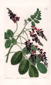 Indigofera Variete - S.Watts tarafından oyulmuş plaka, Sarah Anne Drake (1803-1857), Sydenham Edwards Botanik Kaydı