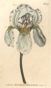 Iris florentina, Iris germanica nothovar. Lambeth