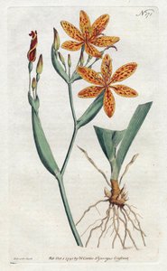 İris leoparı veya kaplan zambak (Iris Domestica) - Sydenham Edwards (1768-1819) tarafından litografi, William Curtis tarafından Botanik Dergisi'nden (1746-1799) by Sydenham Teast Edwards