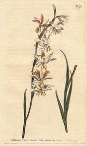 Ixia