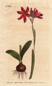 Ixia pembe. Güney Afrika zambak ailesinden, ampul ve yapraklarla tarif edilmiştir. Güney Afrika
