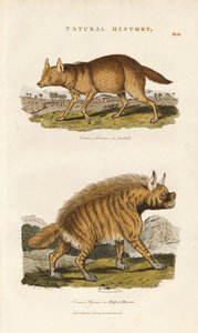 Çakal ve Çizgili Sırtlan