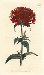 Kudüs Haçı - Yanan aşk, Silene chalcedonica (Scarlet lychnis, Lychnis chalcedonica). William Curtis