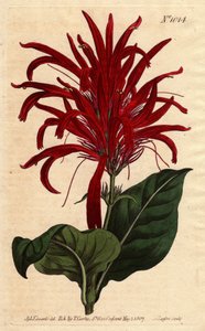 Justicia bitkisi, Barbados