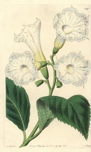 Büyük çiçek kordonu - büyük çiçekli kordonu, Cordia grandiflora. Sydenham Edwards