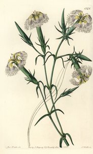 Lübnan karanfil (tehlikedeki türler) - Lübnan Pembesi, Dianthus libanotis. Nesli tükenmekte olan türler. Sydenham Edwards