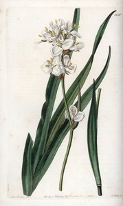 Libertia, Şili