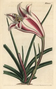 Zambak Variete - Cape sahil zambak, Crinum ornatum (Amaryllis ornata). William Curtis