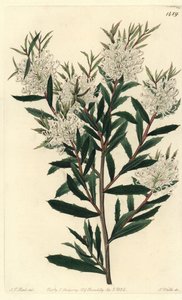 Linar yapraklı hakea, Hakea linearis. J.T.