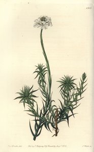 Uzun yapraklı sfenotom, Sphenotoma capitatum. Sydenham Edwards