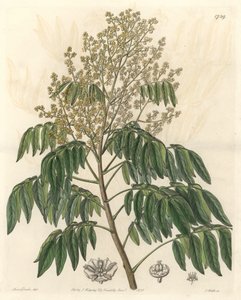 Longanier, aslen Çin