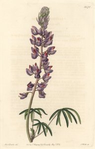 Dar yapraklı acı bakla - Botanical Register