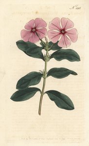 Madagaskar Deniz Salyangozu - Madagaskar deniz salyangozu, Catharanthus roseus (Vinca rosea). Sydenham Edwards rom William Curtis