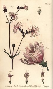 Ebegümeci, Malva sylvestris, Monadelphia by Sydenham Teast Edwards