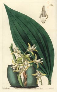 Maxillaria palmifolia orkide (Soluk sarı maxillaria, Maxillaria decolor). Sydenham Edwards