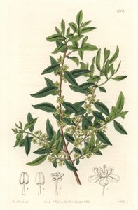 Maytenus boaria (maiten), Orta ve Güney Amerika